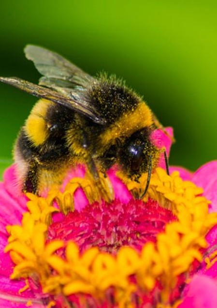 Bee-friendly breeding