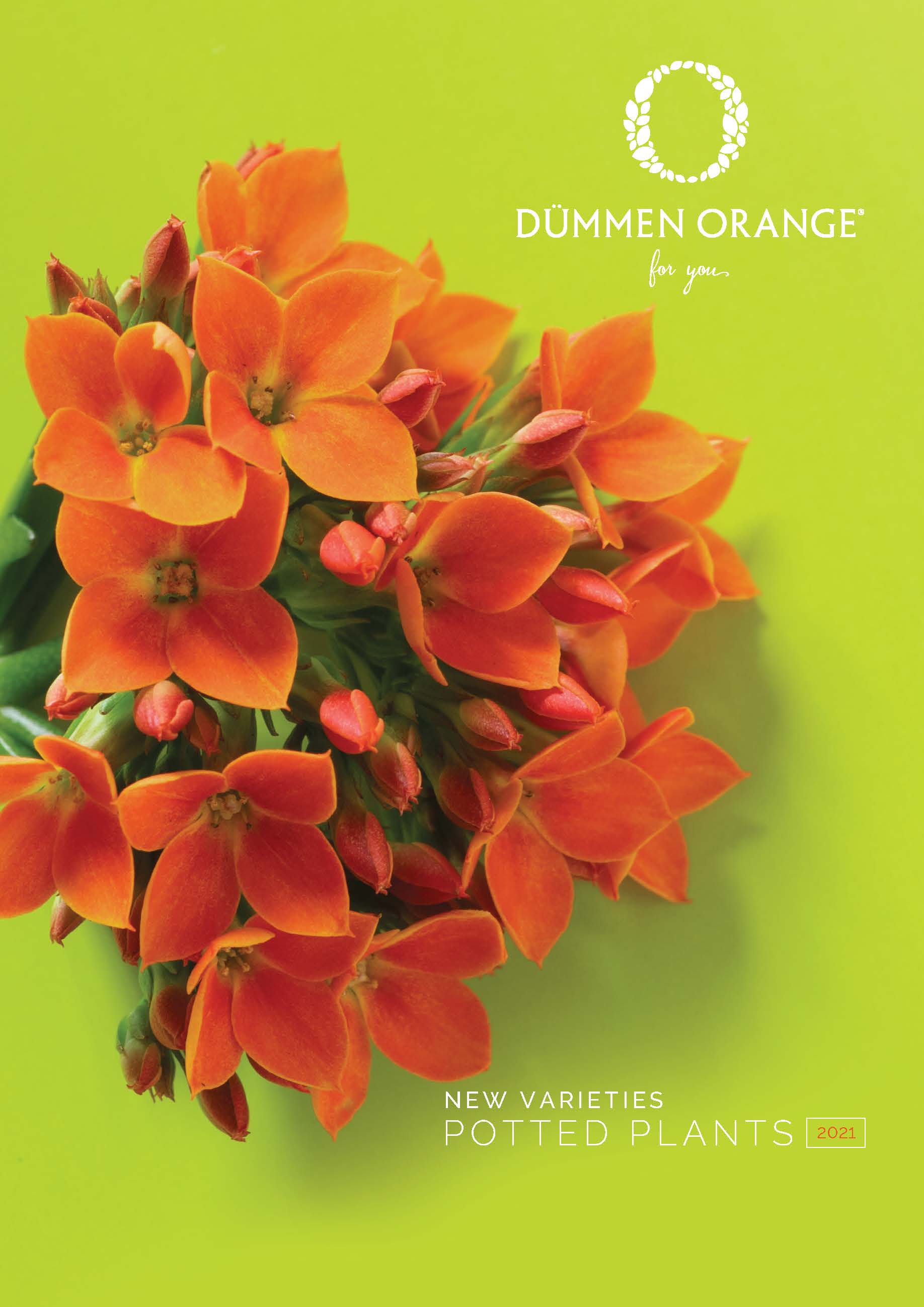 Catalogs Dümmen Orange