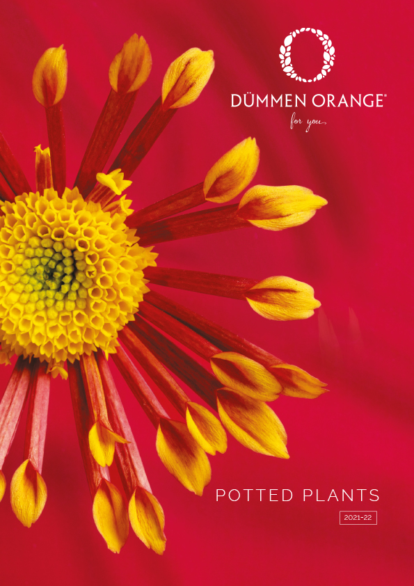 Catalogs Dümmen Orange