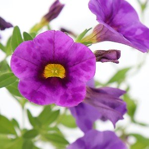 tobacco mosaic virus petunia Petunia TMV